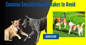 Dog Socialization Training, Socializing A Reactive Dog