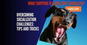 Dog Socialization Training