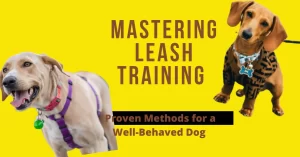 Effective leash training for dogs