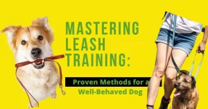 Effective leash training for dogs