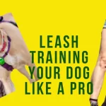 leash training, leash training dog