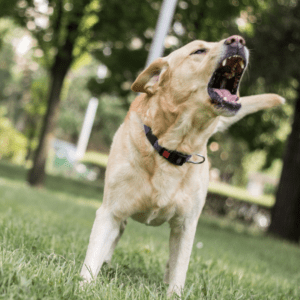 barking dog