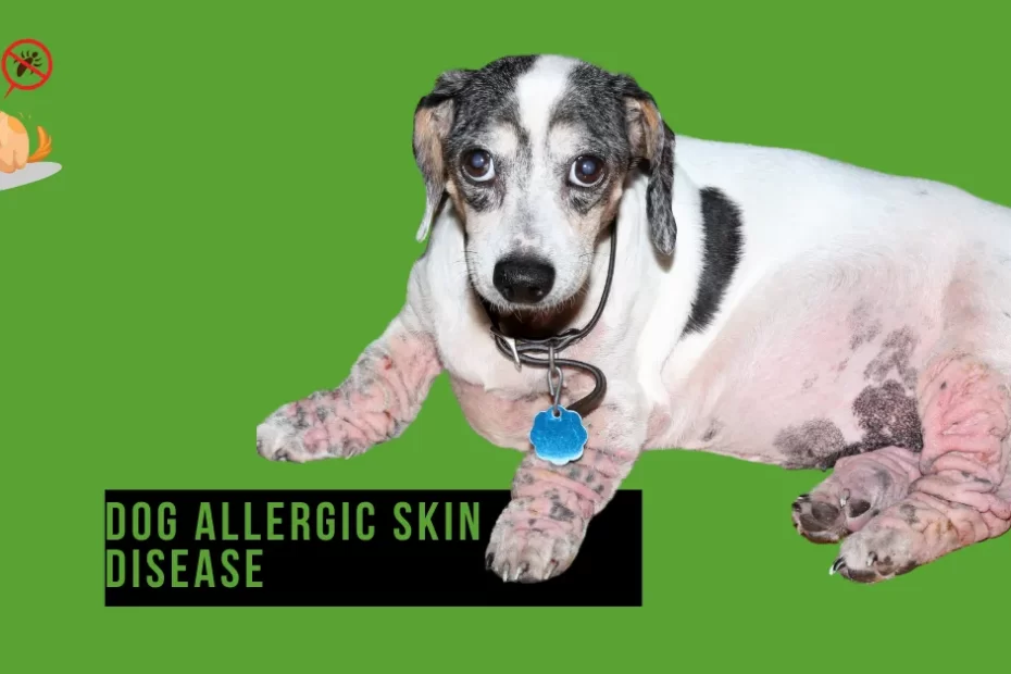 dog allergic skin disease