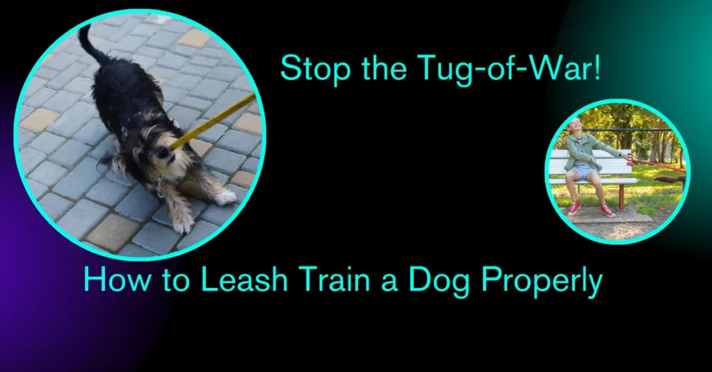 leash training dog